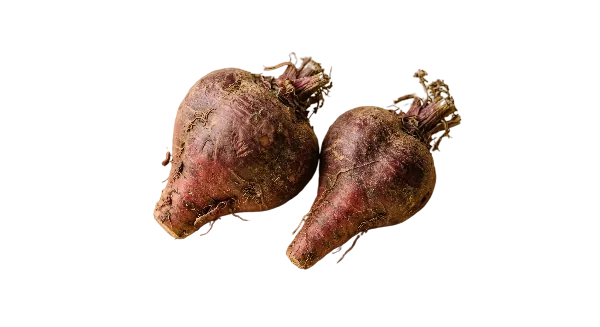 Radice di maca rossa
