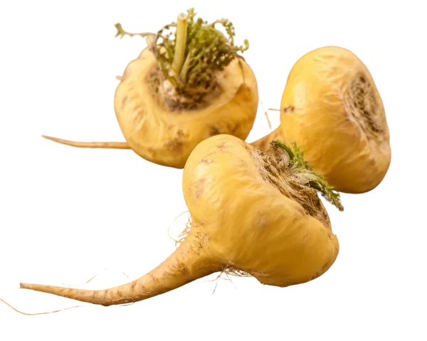 Radice di maca gialla